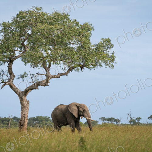 Elephant, Loxodonta africana, bull under the shade of a marula tree. Elephant, Loxodonta africana, bull under the shade of a marula tree.
