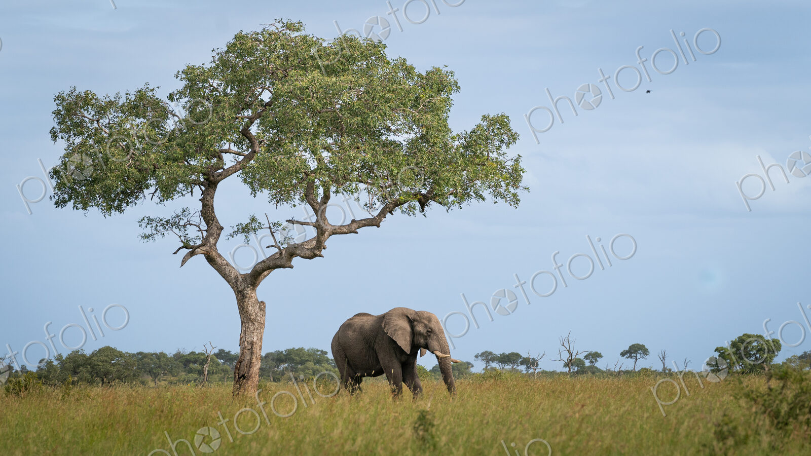 Elephant, Loxodonta africana, bull under the shade of a marula tree.
