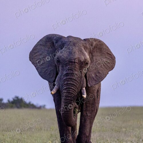 Elephant, Loxodonta africana, bull walking at dusk.