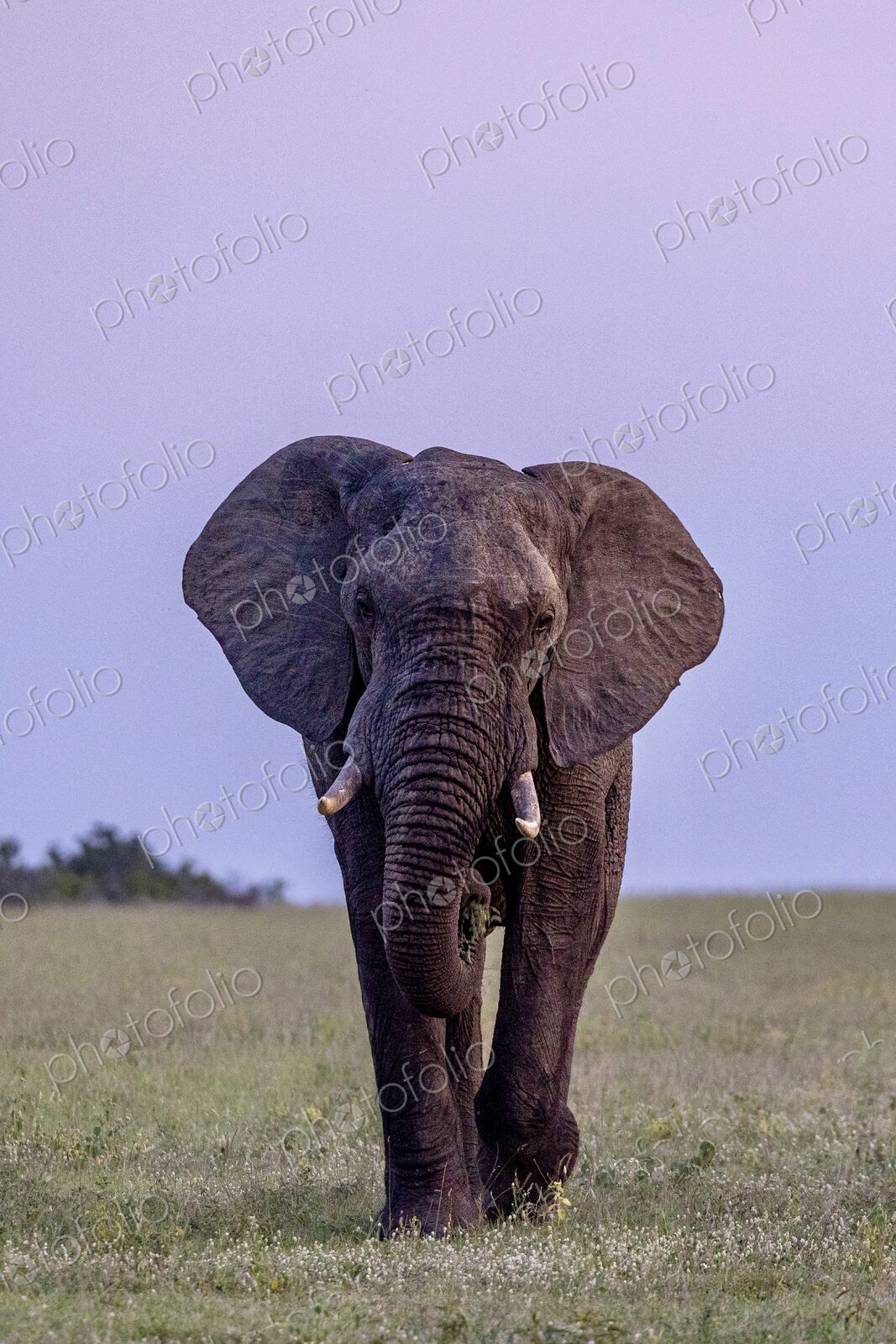 Elephant, Loxodonta africana, bull walking at dusk.