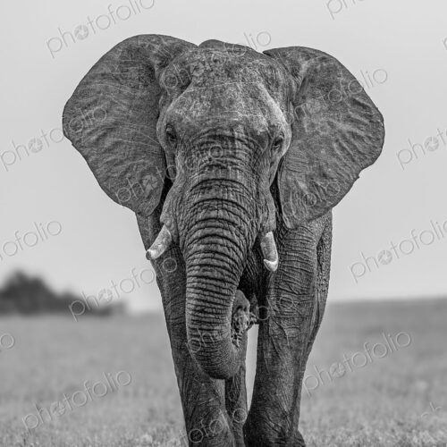 Elephant, Loxodonta africana, bull walking, in black and white. Elephant, Loxodonta africana, bull walking, in black and white.