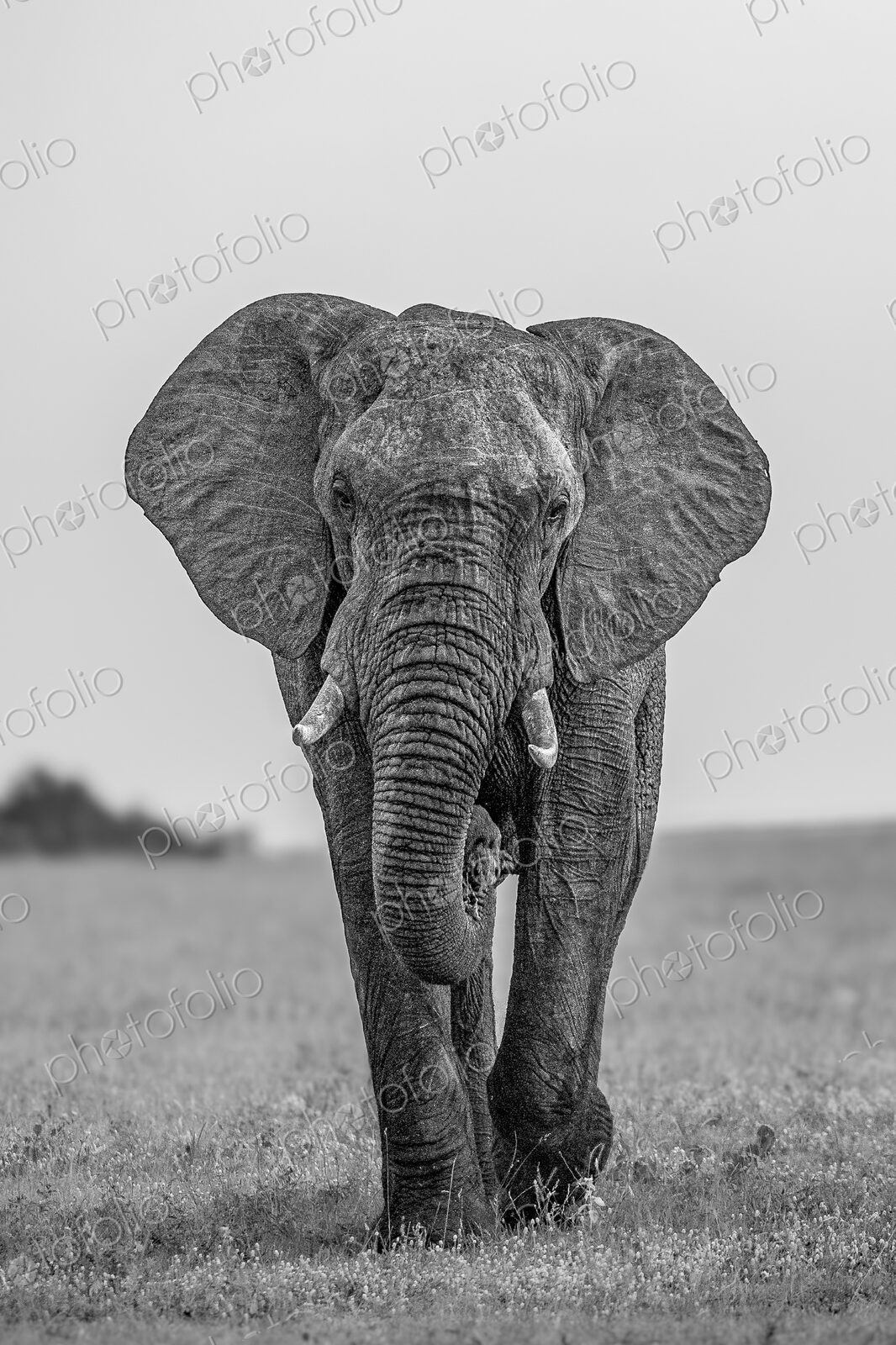Elephant, Loxodonta africana, bull walking, in black and white.