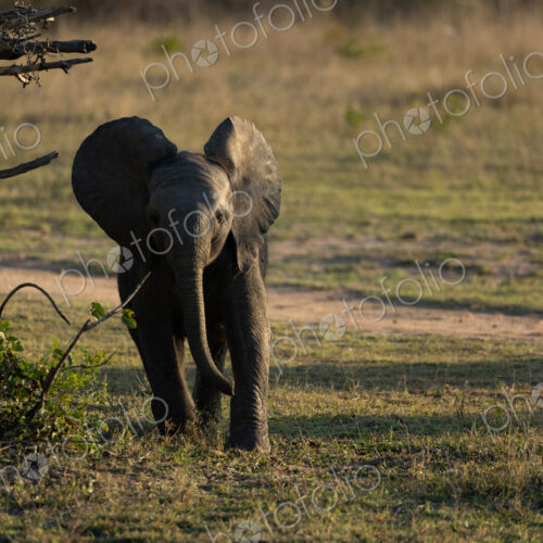 Elephant, Loxodonta africana, calf walking in short grass.
