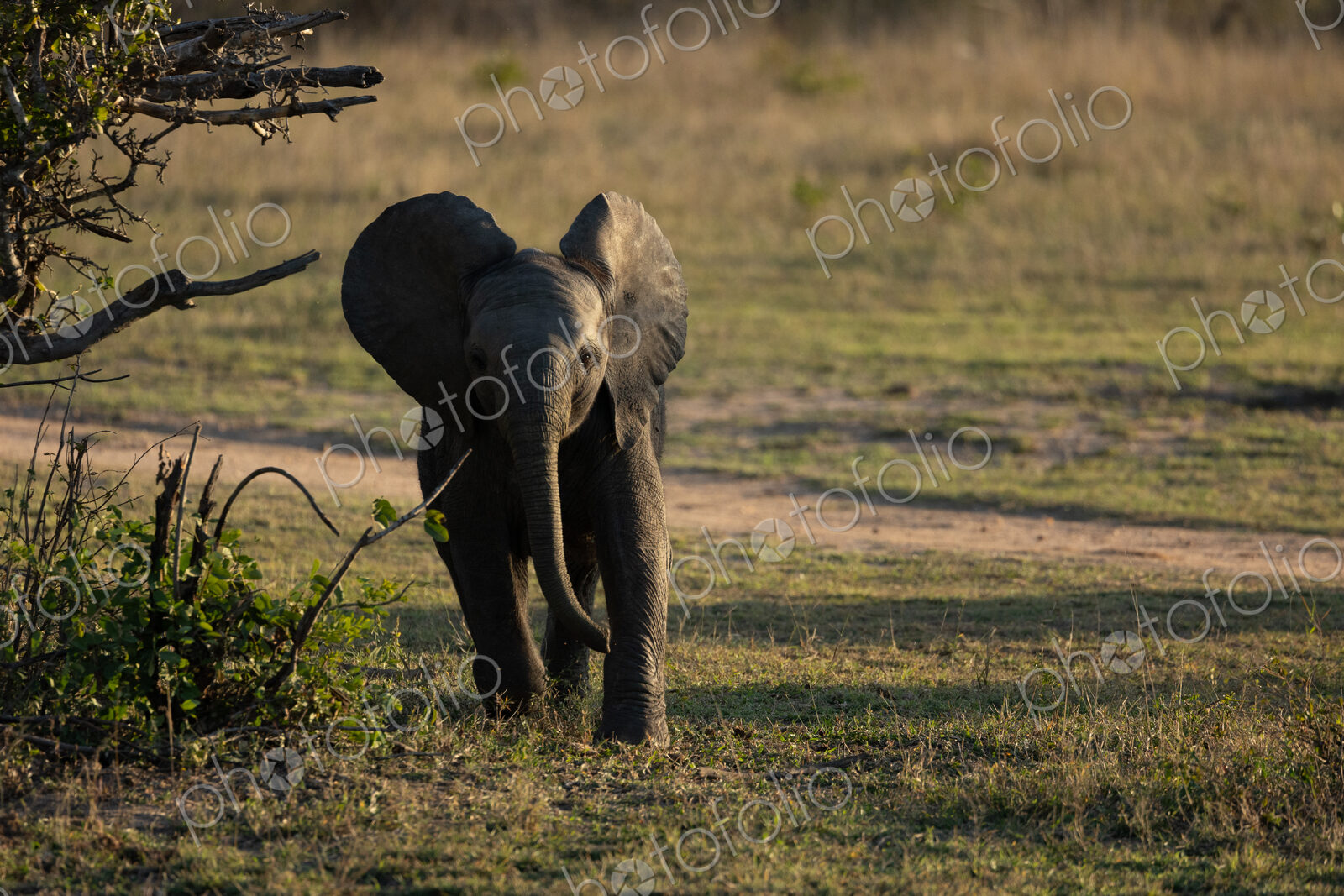 Elephant, Loxodonta africana, calf walking in short grass.