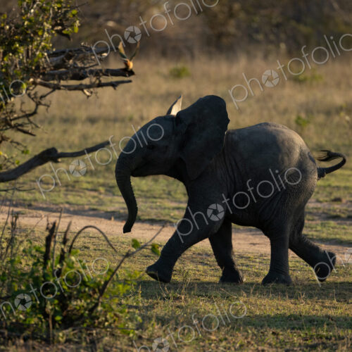 Elephant, Loxodonta africana, calf walking in short grass.
