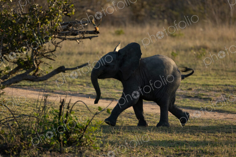 Elephant, Loxodonta africana, calf walking in short grass.