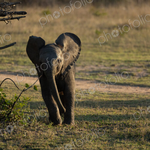 Elephant, Loxodonta africana, calf walking in short grass.