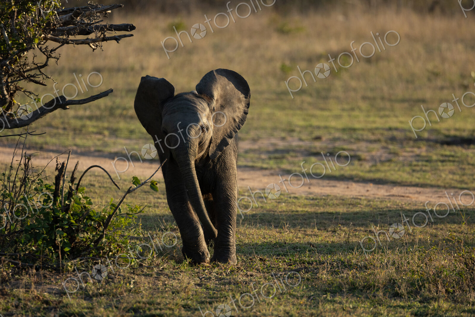 Elephant, Loxodonta africana, calf walking in short grass.