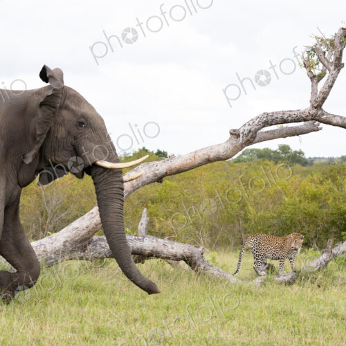 Elephant, Loxodonta africana, charging a leopard.