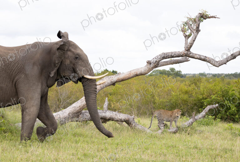Elephant, Loxodonta africana, charging a leopard.
