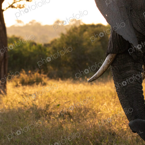 Elephant, Loxodonta africana, close up of elephant standing in golden light. Elephant, Loxodonta africana, close up of elephant standing in golden light.