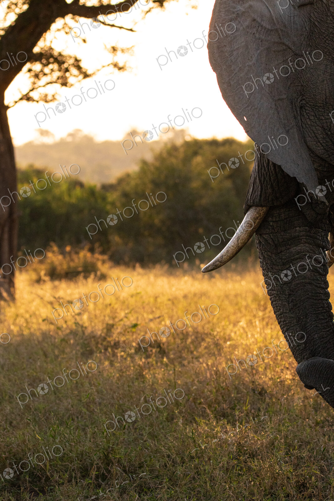 Elephant, Loxodonta africana, close up of elephant standing in golden light.