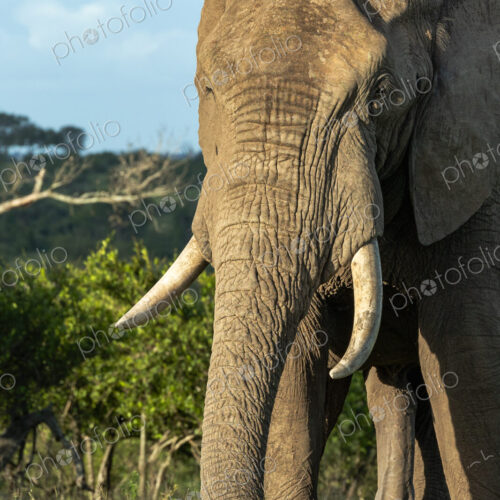 Elephant, Loxodonta africana, close-up portrait.