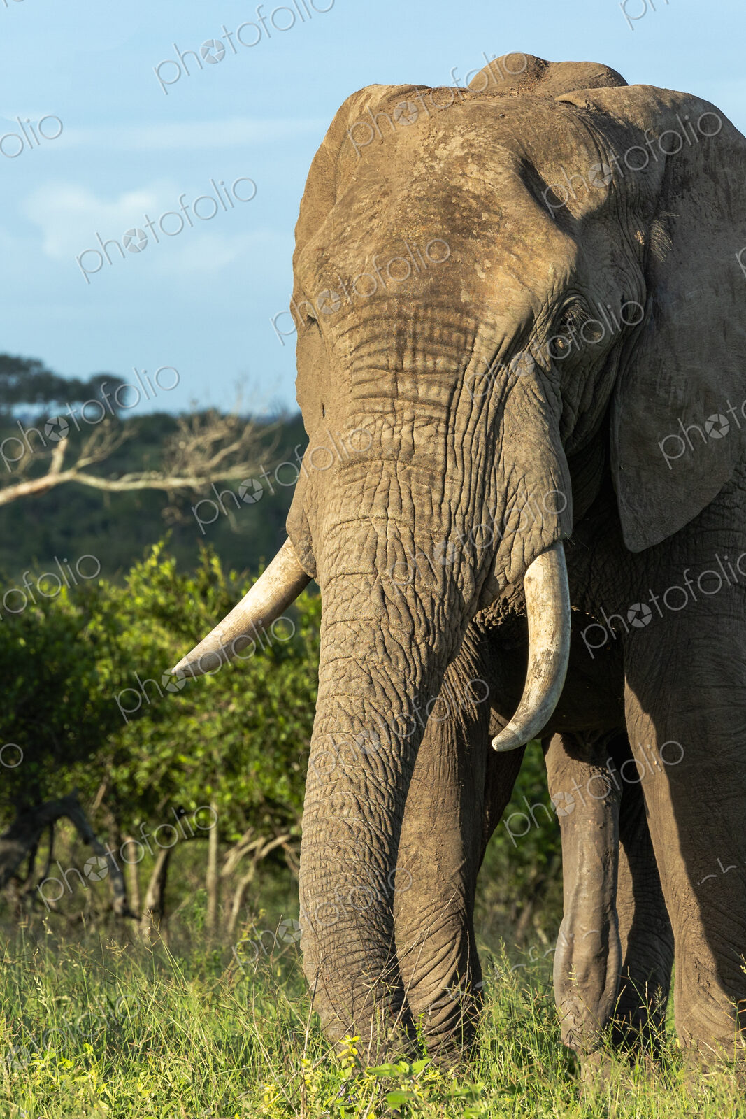 Elephant, Loxodonta africana, close-up portrait.