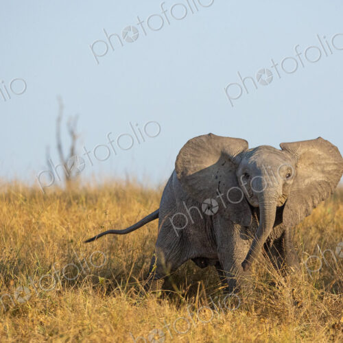 Elephant, Loxodonta africana, elephant calf standing in tall grass, direct gaze. Elephant, Loxodonta africana, elephant calf standing in tall grass, direct gaze.