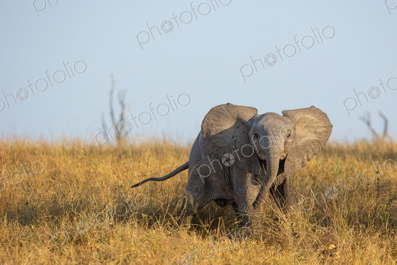 Elephant, Loxodonta africana, elephant calf standing in tall grass, direct gaze.