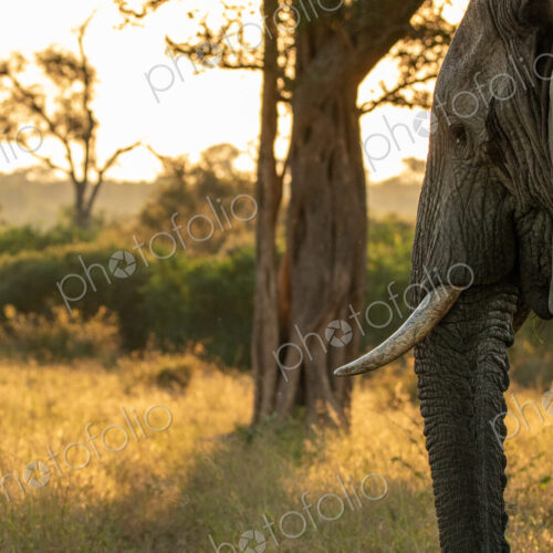 Elephant, Loxodonta africana, elephant standing in golden light. Elephant, Loxodonta africana, elephant standing in golden light.