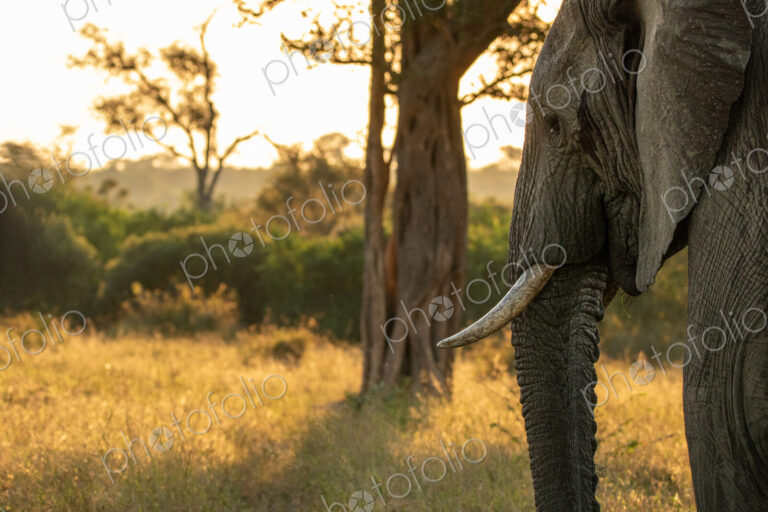 Elephant, Loxodonta africana, elephant standing in golden light.