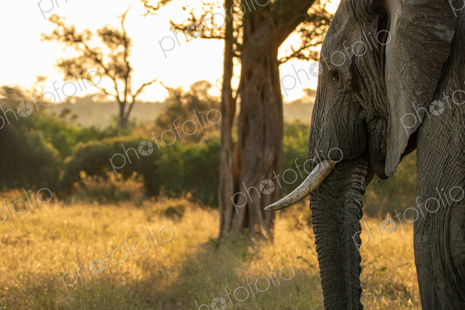Elephant, Loxodonta africana, elephant standing in golden light.