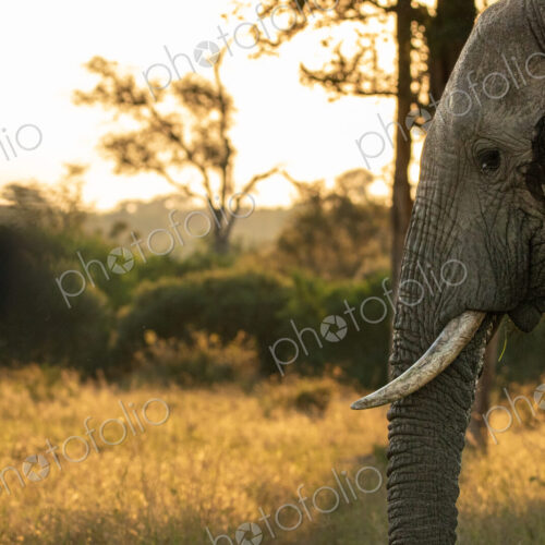 Elephant, Loxodonta africana, elephant standing in golden light.