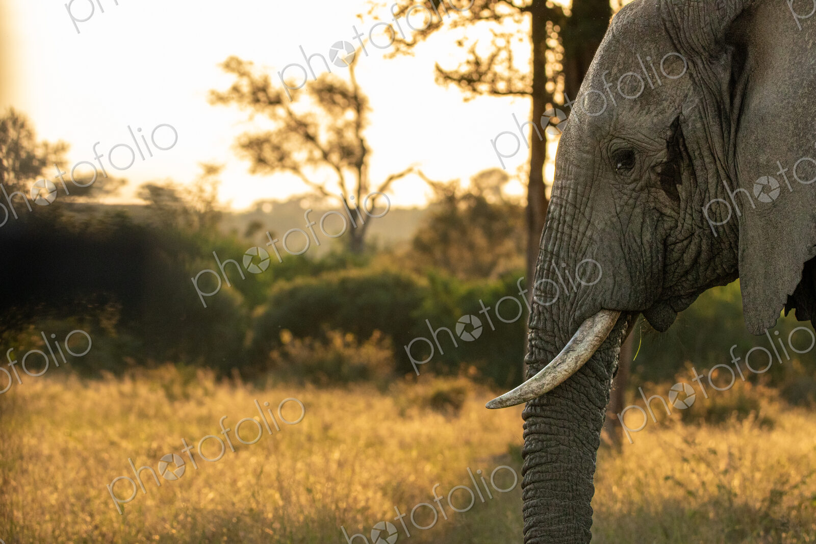 Elephant, Loxodonta africana, elephant standing in golden light.
