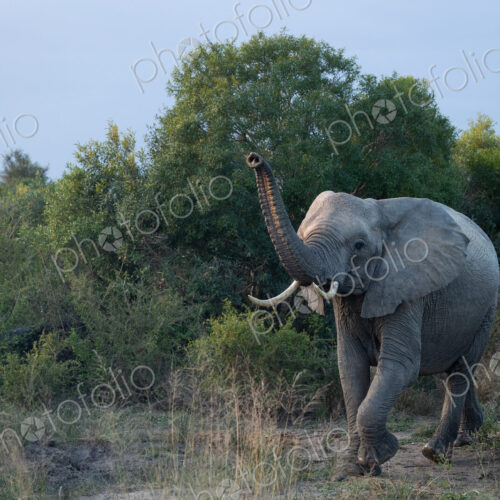 Elephant, Loxodonta africana, elephant walking with trunk raised up. Elephant, Loxodonta africana, elephant walking with trunk raised up.