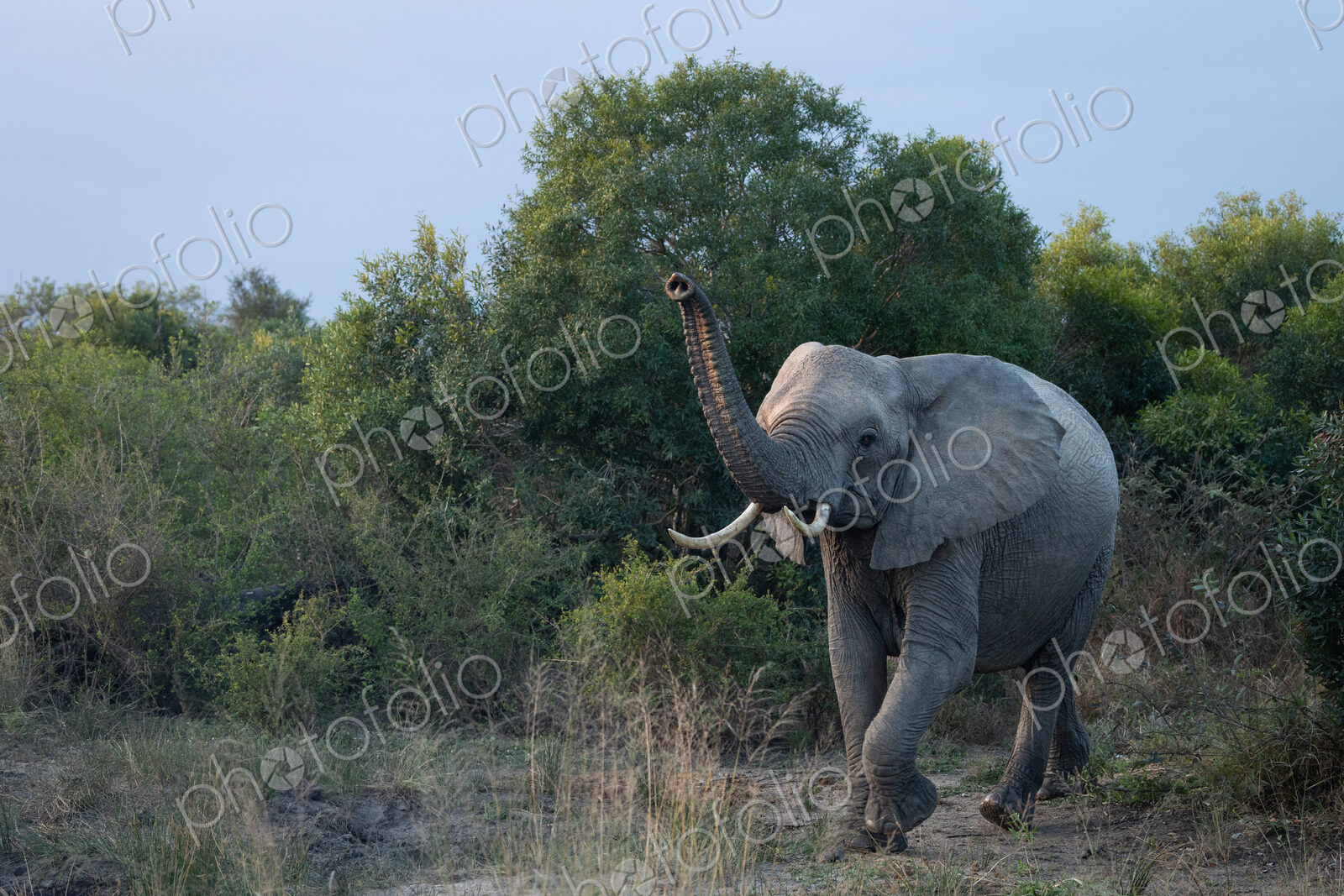Elephant, Loxodonta africana, elephant walking with trunk raised up.