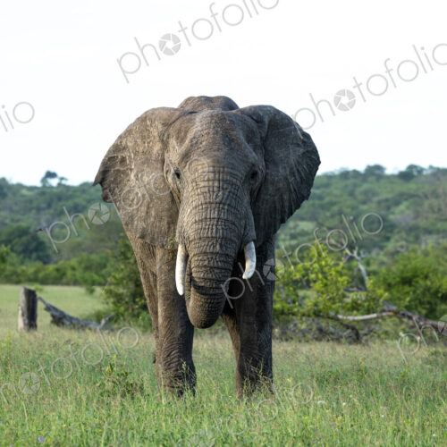 Elephant, Loxodonta africana, grazing. Elephant, Loxodonta africana, grazing.