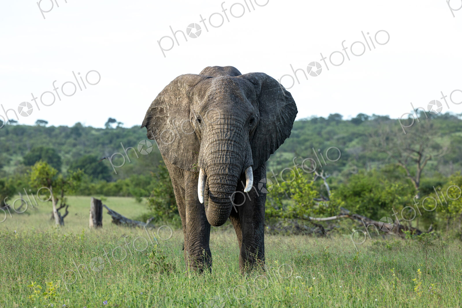 Elephant, Loxodonta africana, grazing.