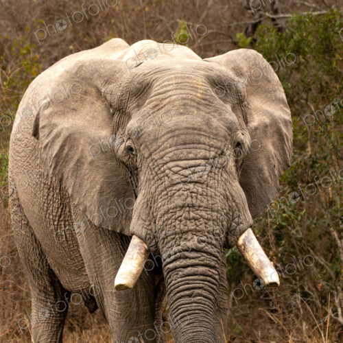 Elephant, Loxodonta africana, portrait of elephant bull in the wild. Elephant, Loxodonta africana, portrait of elephant bull in the wild.