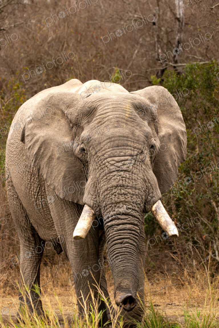 Elephant, Loxodonta africana, portrait of elephant bull in the wild.