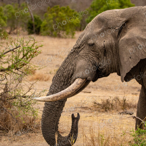 Elephant, Loxodonta africana, side profile of elephant bull. Elephant, Loxodonta africana, side profile of elephant bull.