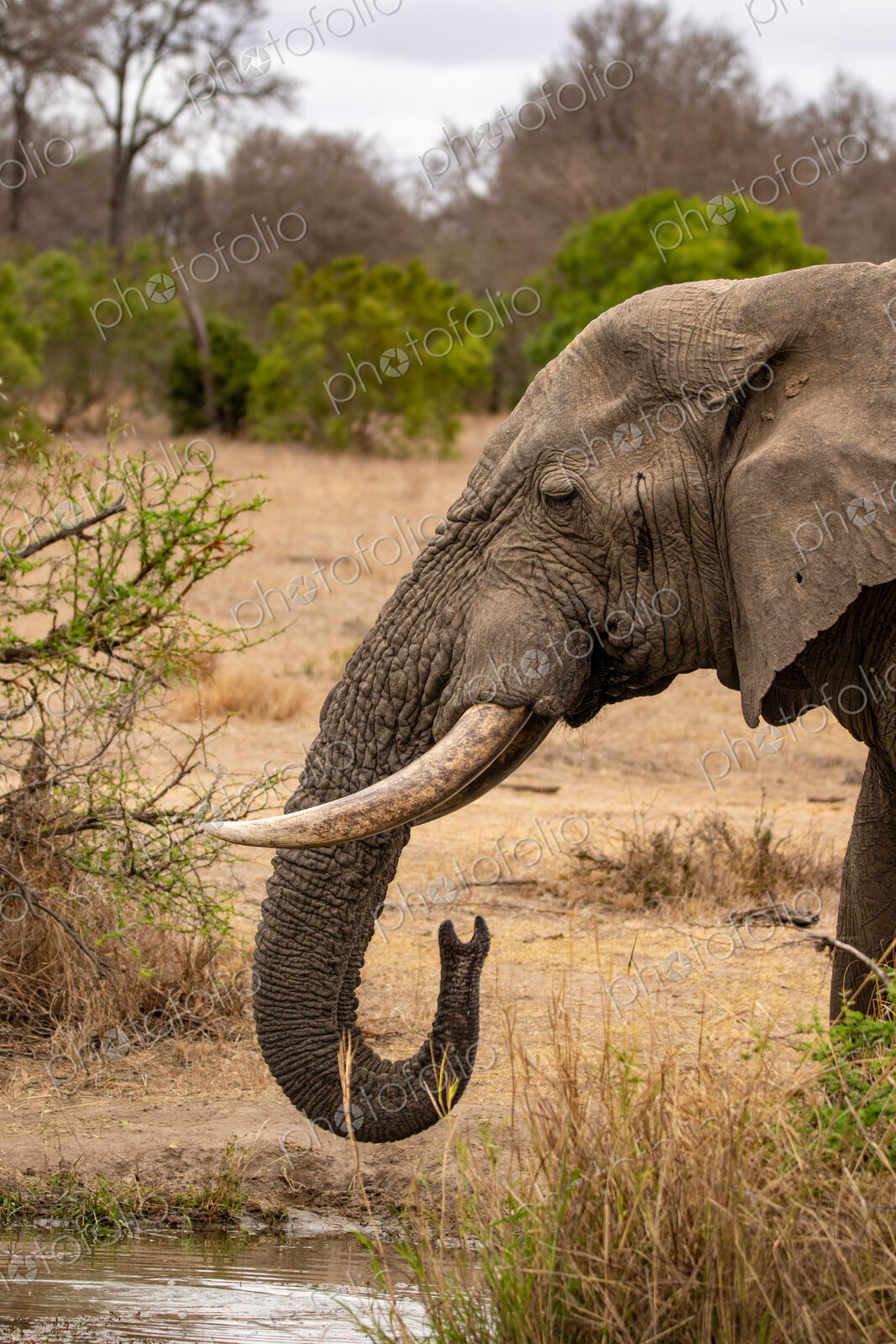 Elephant, Loxodonta africana, side profile of elephant bull.