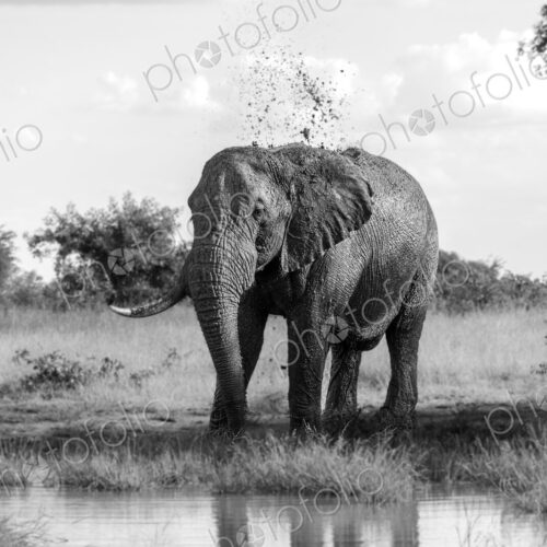 Elephant, Loxodonta africana, standing at a water hole, in black and white.