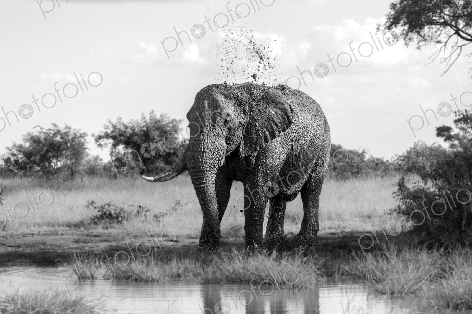 Elephant, Loxodonta africana, standing at a water hole, in black and white.