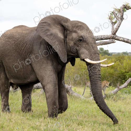 Elephant, Loxodonta africana, standing in front of a leopard.