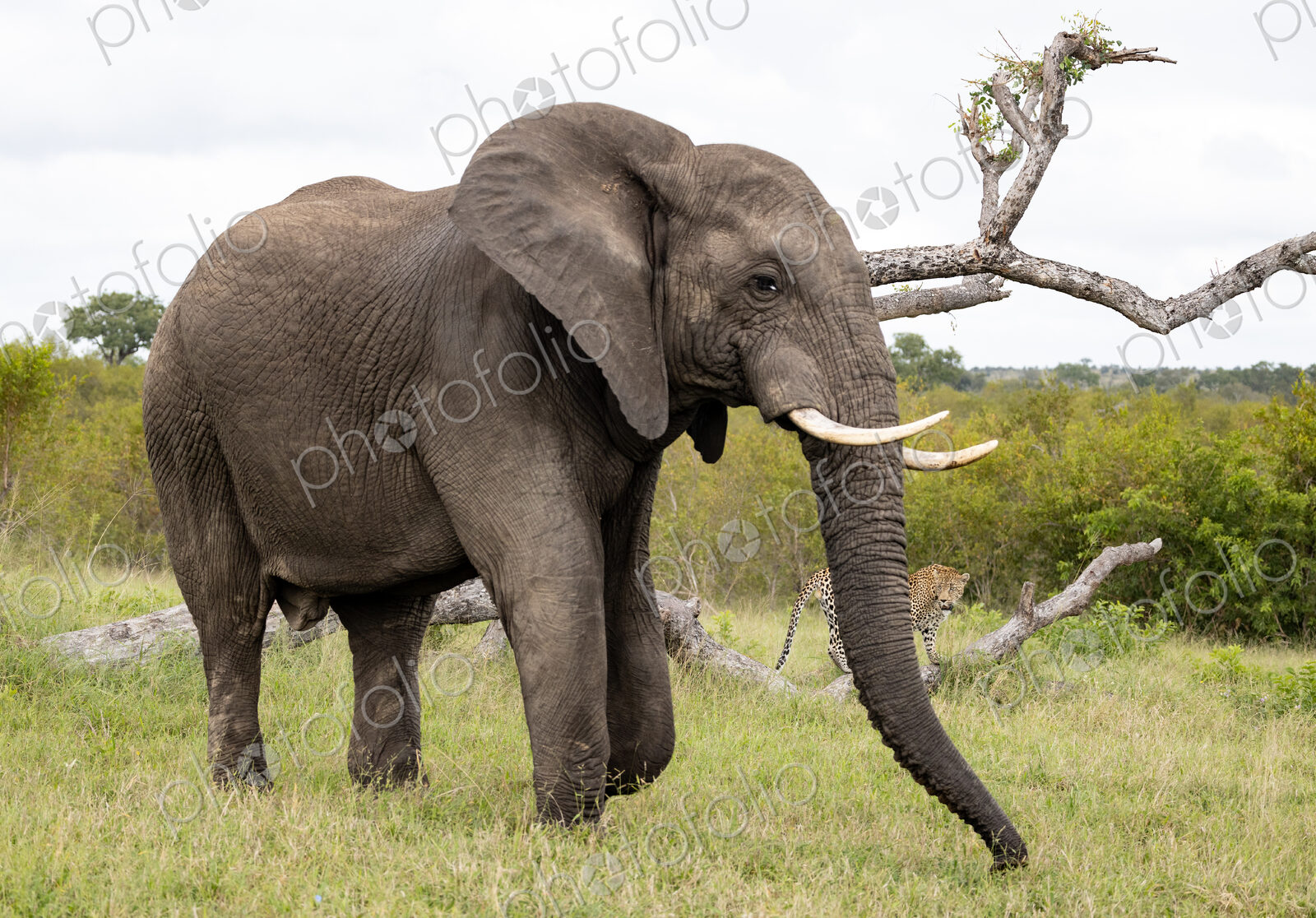 Elephant, Loxodonta africana, standing in front of a leopard.