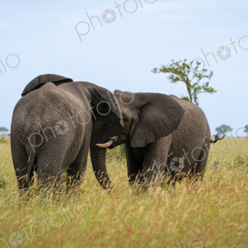 Elephant, Loxodonta africana, two bull elephants sparring.