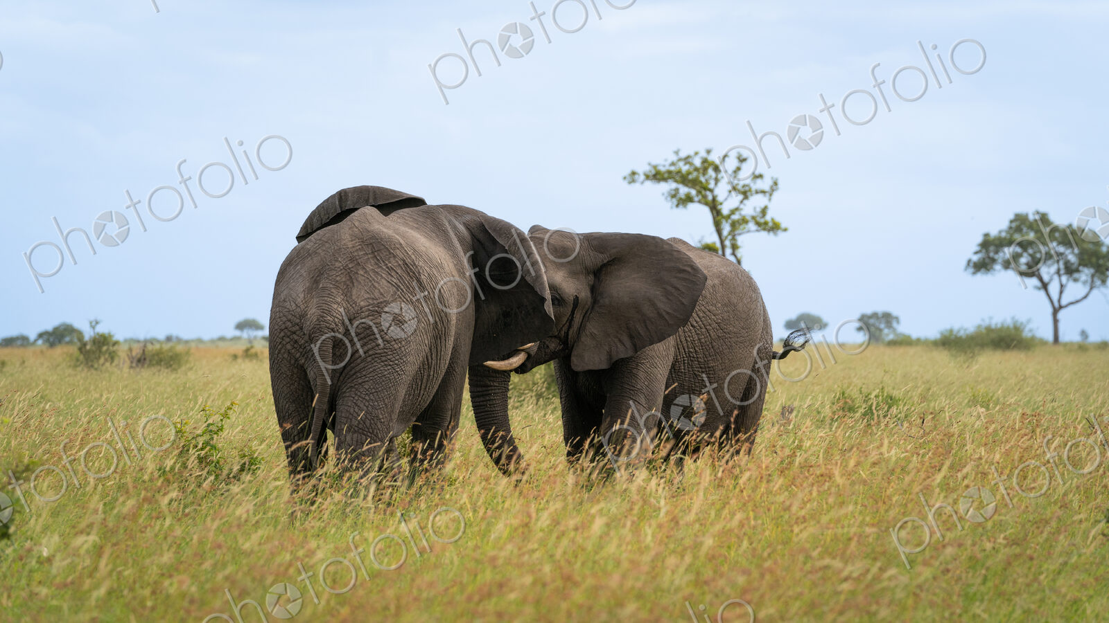 Elephant, Loxodonta africana, two bull elephants sparring.