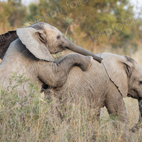 Elephant, Loxodonta africana, two elephant calves playing in tall grass. Elephant, Loxodonta africana, two elephant calves playing in tall grass.