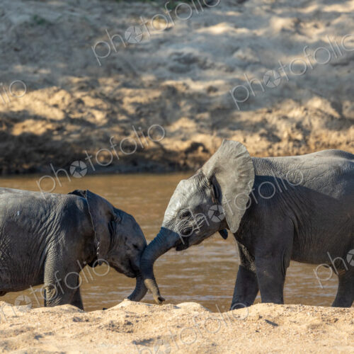 Elephant, Loxodonta africana, two young elephants playing by a waterhole. Elephant, Loxodonta africana, two young elephants playing by a waterhole.