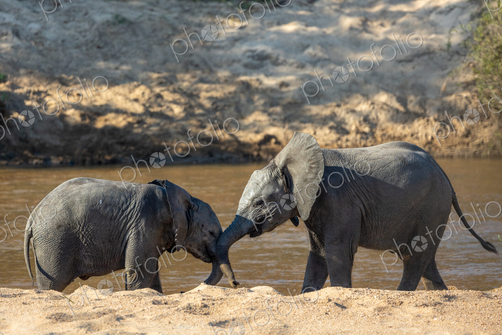 Elephant, Loxodonta africana, two young elephants playing by a waterhole.