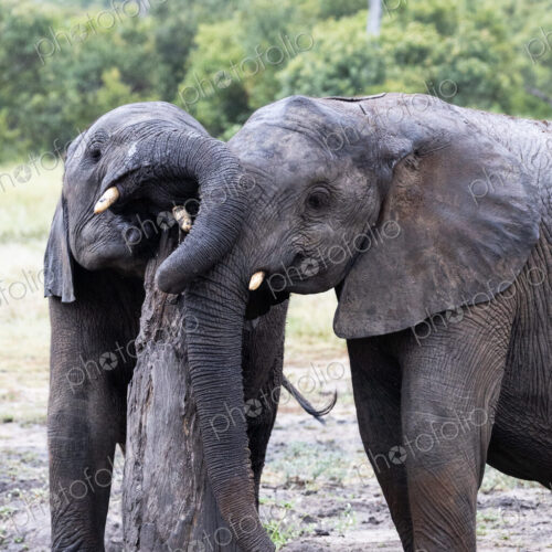 Elephant, Loxodonta africana, young elephants scratching themselves on a tree stump. Elephant, Loxodonta africana, young elephants scratching themselves on a tree stump.