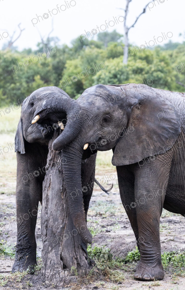 Elephant, Loxodonta africana, young elephants scratching themselves on a tree stump.
