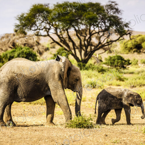 Elephant and calf walking in sand Elephant and calf walking in sand
