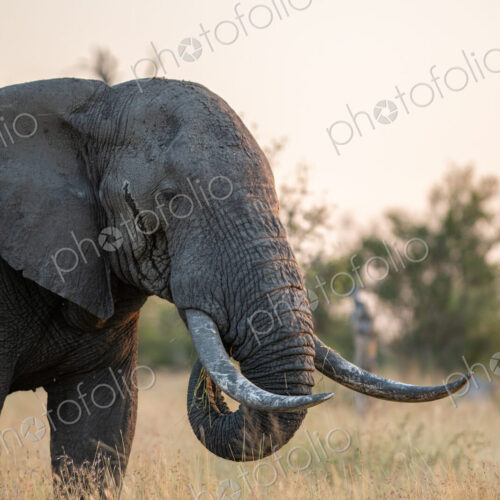 Elephant bull, Loxodonta africana, feeding. Elephant bull, Loxodonta africana, feeding.