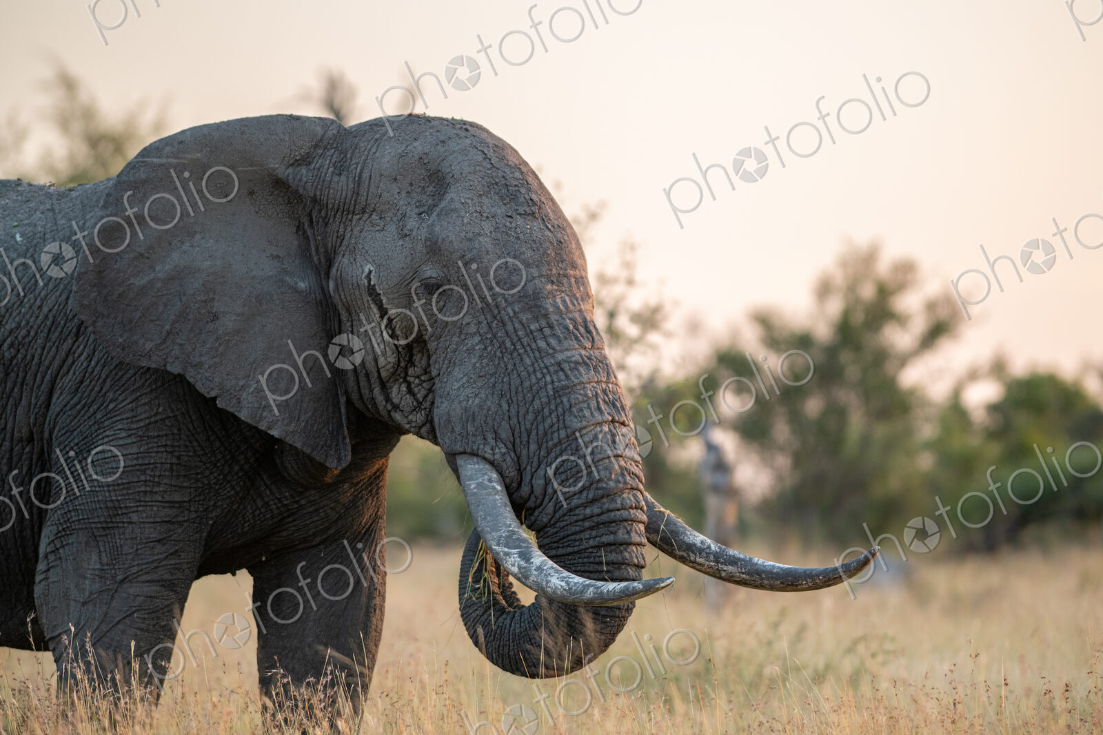 Elephant bull, Loxodonta africana, feeding.