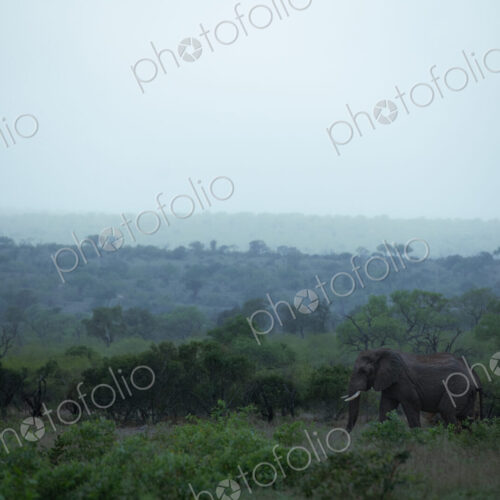 Elephant bull in the rain, Loxodonta africana.