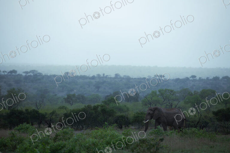 Elephant bull in the rain, Loxodonta africana.