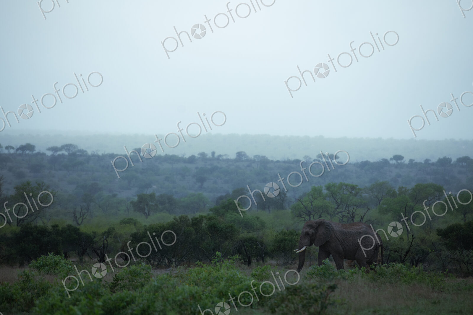 Elephant bull in the rain, Loxodonta africana.